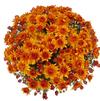 Chrysanthemum 'Mika Orange'
