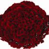 Chrysanthemum 'Granata Red'