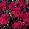 Chrysanthemum  'Helen'