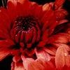 Chrysanthemum  'Jennifer'