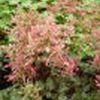 Astilbe arendsii 'Rheinland'
