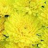 Chrysanthemum  'Lisa'