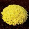 Chrysanthemum  'Sunny Ursula'