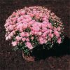 Chrysanthemum  'Ursula'