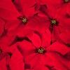 Poinsettia  'Red Tree'