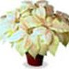 Poinsettia  'Marble'