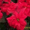 Poinsettia  'Winter Rose'