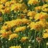 Coreopsis grandiflora 'Early Sunrise'