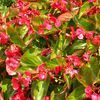 Begonia  'Dragon Wing Red'