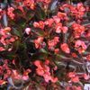 Begonia 'Bronze leaf Red'