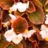 Begonia  'Bronze leaf White'
