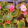 Begonia  'Green leaf pink'