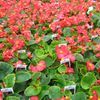 Begonia  'Green leaf Red'
