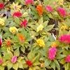 Celosia  'Dwarf Mix Cockscomb'