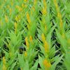 Celosia  'Fresh Look Yellow'