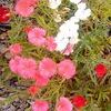 Dianthus  'Charm Magic Mix'