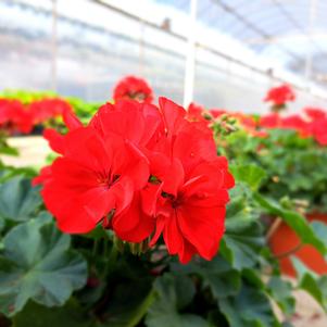 Geranium  'Red'
