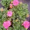 Geranium  'Pink'