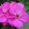 Geranium  'Orchid'