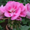 Geranium  'Light Pink'
