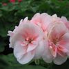 Geranium  'Light Salmon'