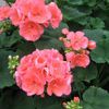 Geranium  'Salmon'