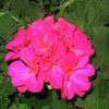 Geranium  'Violet'