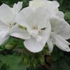 Geranium  'White'