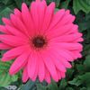 Gerbera Daisy  'Pink Shades'