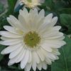 Gerbera Daisy  'White Shades'