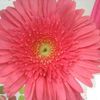 Gerbera Daisy  'Rose'