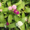Gomphrena  'Gnome Mix'