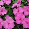Impatien  'Deep Pink'