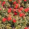 Impatien  'Red'