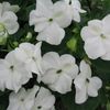 Impatien  'White'