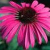 Echinacea purpurea 'Ruby Star'