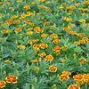 Marigold  'Disco Marietta'