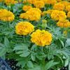Marigold  'Inca Orange'