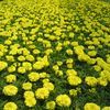 Marigold  'Inca Yellow'