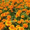 Marigold  'Janie Deep Orange'