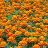 Marigold  'Janie Flame'
