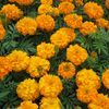Marigold  'Crush Pumpkin'