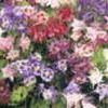 Aquilegia x 'Biedermeier Mix'