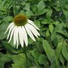 Echinancea purpurea 'White Swan'