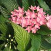 Penta  'Pink'