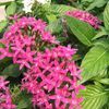 Penta  'Violet'