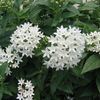 Penta  'White'