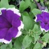 Petunia grandiflora 'Picotte Blue'