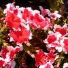 Petunia grandiflora 'Picotte Red'