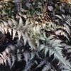 Athyrium nipponicum 'Metallicum'